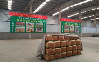北京八里桥批发市场设公益销售专区 推进优质农产品进京